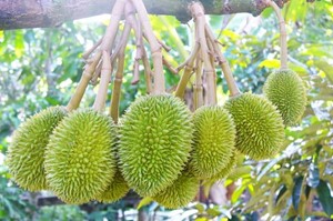 CỤC KIỂM DỊCH TRUNG QUỐC: 'HOA QUẢ VIỆT NAM ĐƯỢC XẾP VỊ TRÍ ĐẦU'