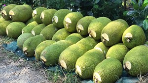 GIÁ MÍT THÁI HÔM NAY, 24/5: TỈNH HẬU GIANG MỜI GỌI DOANH NGHIỆP ĐẦU TƯ CHẾ BIẾN MÍT THÁI XUẤT KHẨU